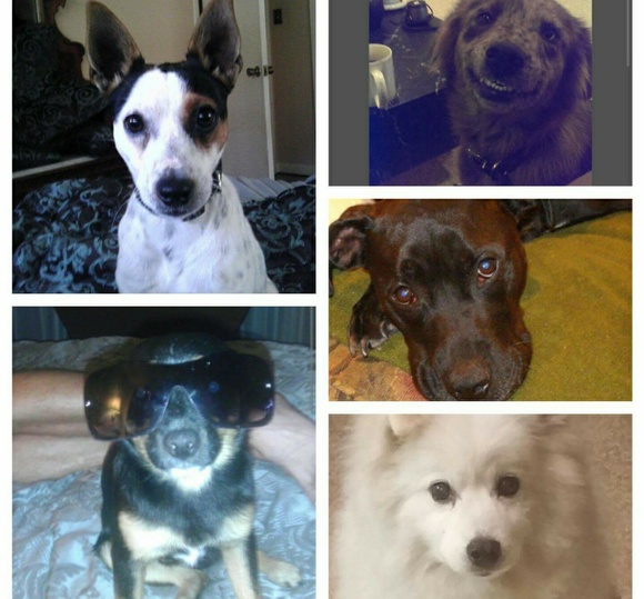 Meet your Posher, Danna - Picture 3 of 4